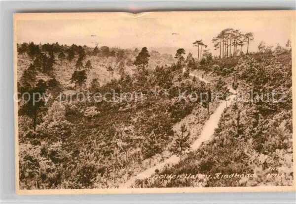 Hindhead Golden Valley