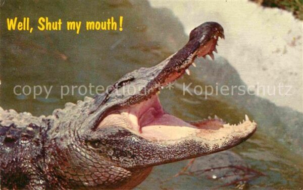 Krokodile Florida