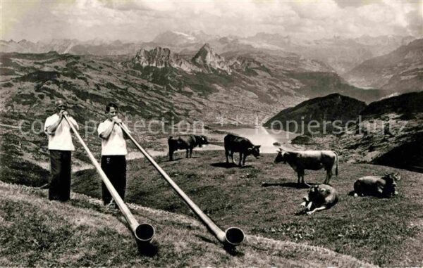 Alphorn Alphornbläser Rigi-Kulm Kühe
