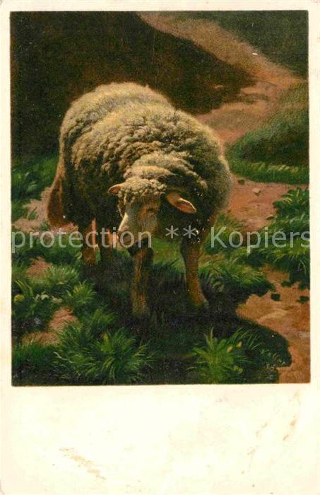 Koller Rudolf Junges Schaf