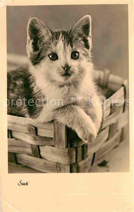 Katzen