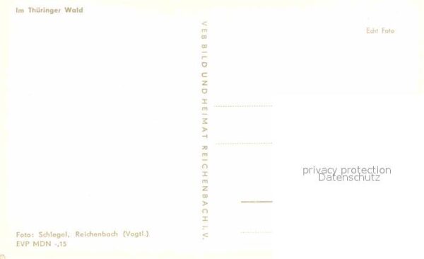 Kuehe Hirte Thüringer Wald – Bild 2