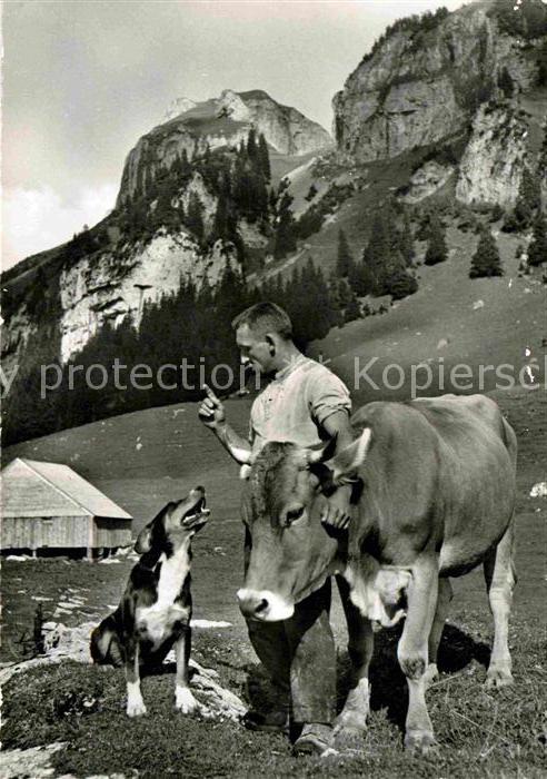 Kuehe Hund Alm