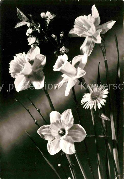 Blumen Narzissen Margerite Ostern