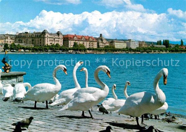 Schwan Zürich Schwäne Zürichsee Utoquai