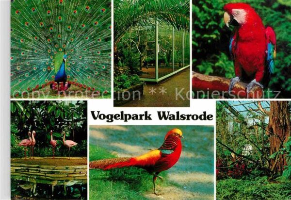 Voegel Vogelpark Walsrode Papagei Blauer Pfau