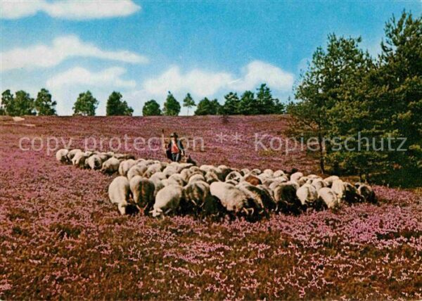 Schafe Heidschnuckenherde Wietzer Berg Naturpa