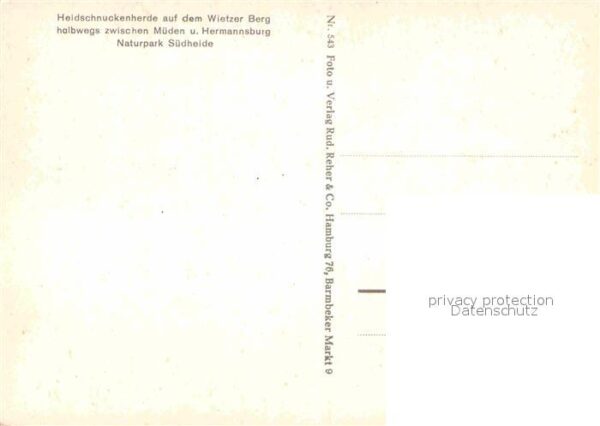 Schafe Heidschnuckenherde Wietzer Berg Naturpa – Bild 2