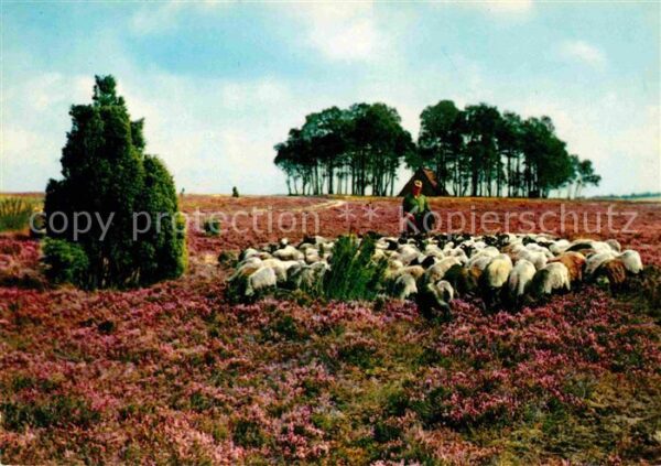 Schafe Hirte