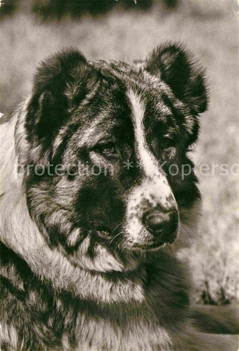 Hunde Kaukasischer Schäferhund