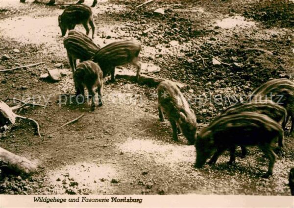 Schweine Wildschweine Wildgehege Fasanerie Morit