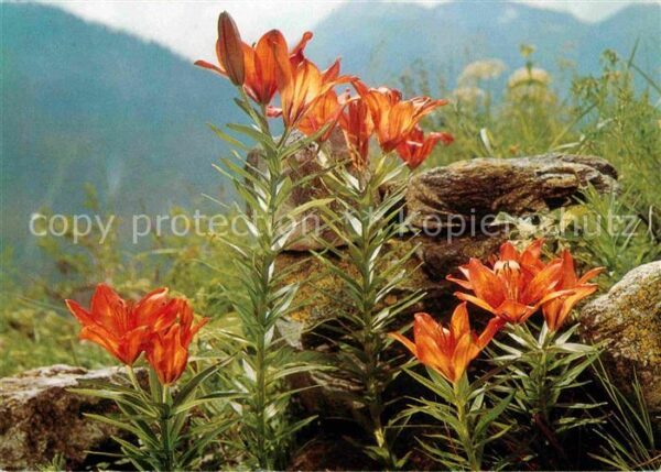 Blumen Feuerlilie Lis Oranges