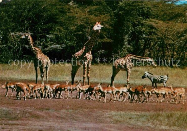 Giraffe Zebra