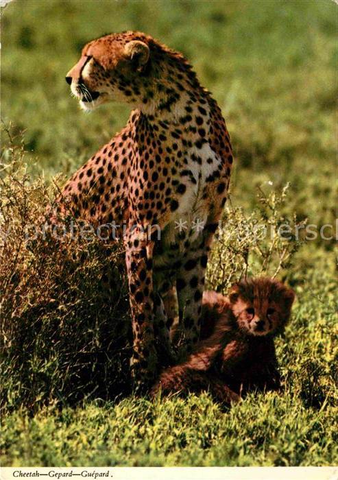 Tiere Cheetah Gepard