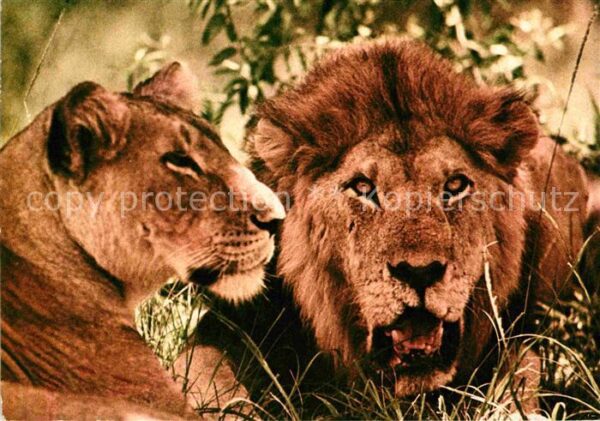Loewe Lion and Lioness