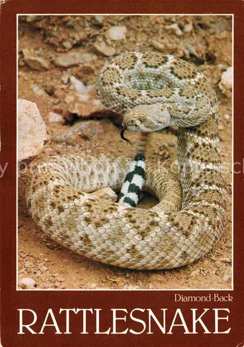 Schlangen Tiere Diamond-Back Rattlesnake