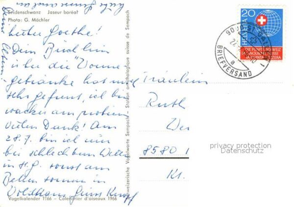 Voegel Seidenschwanz – Bild 2