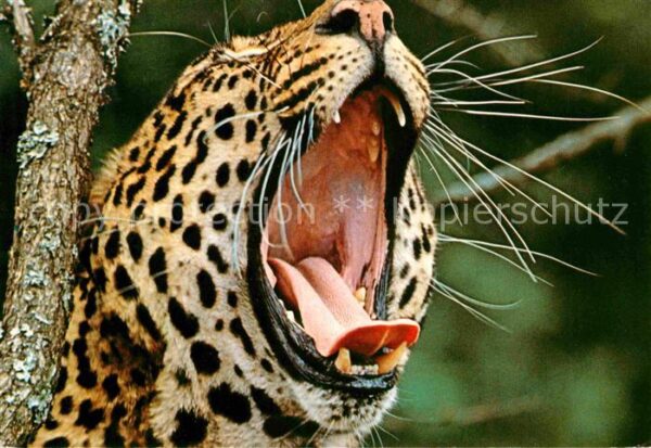 Tiere Leopard