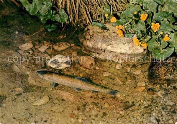 Fische Forelle im Bach