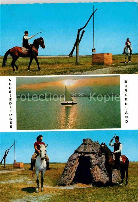 Pferde Neusiedlersee Burgenland Puszta