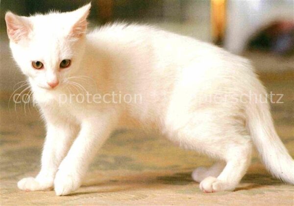 Katzen Whiskas