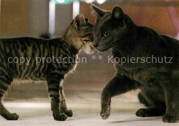 Katzen Whiskas
