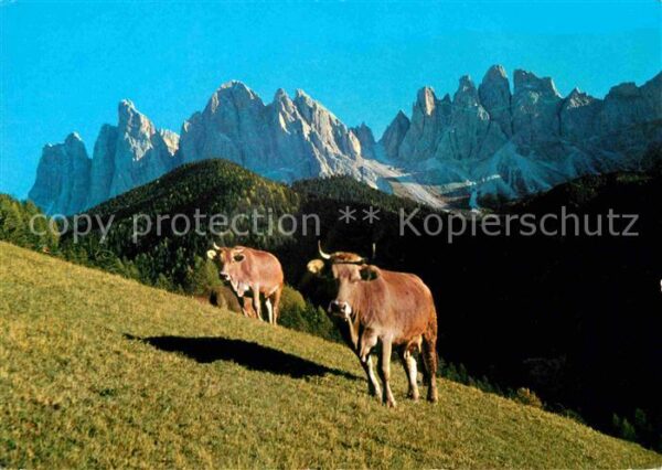 Kuehe Le Odle Dolomiti Geisler Spitzen