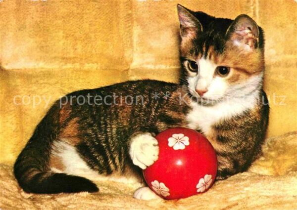 Katzen Ball