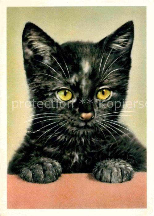 Katzen