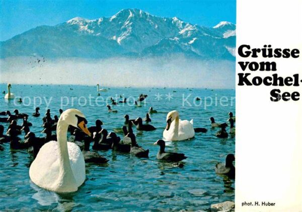 Schwan Kochelsee Herzogstand