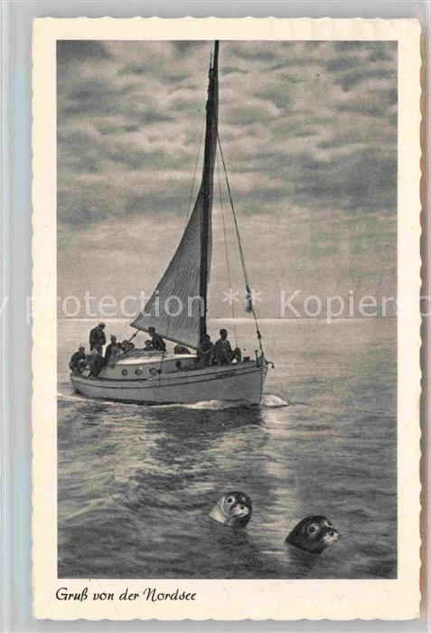 Segelboote Nordsee Seehunde