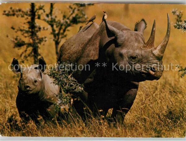 Nashorn Afrika