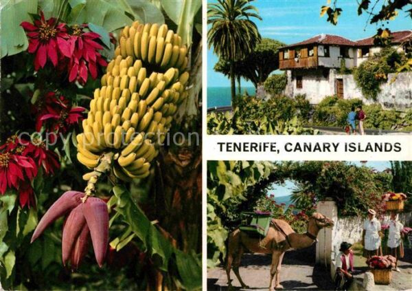 Tenerife Bananenstaude Camel
