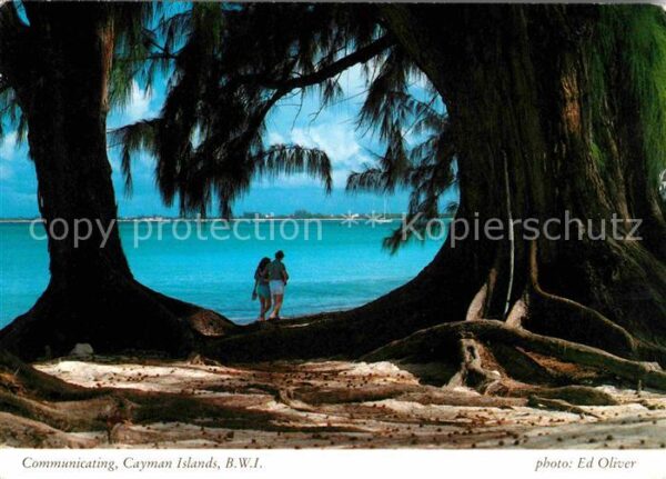 Cayman Islands Alte Bäume am Strand