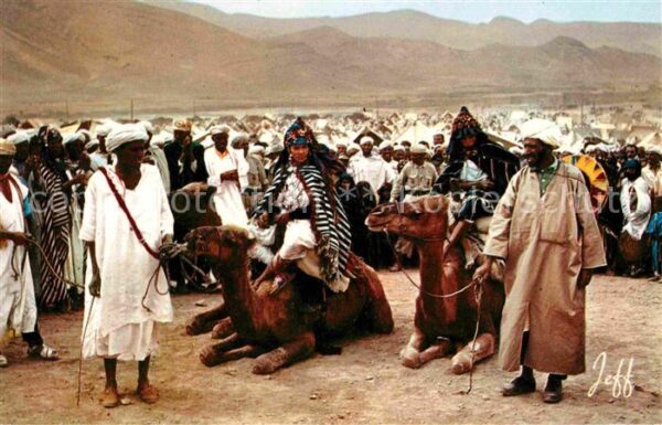 Kamel  Camel Chameau Moussem Marocco