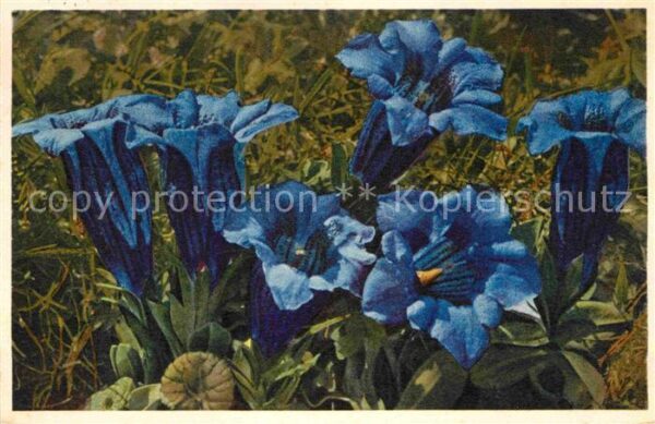 Blumen Gentiana Clusii Enzian