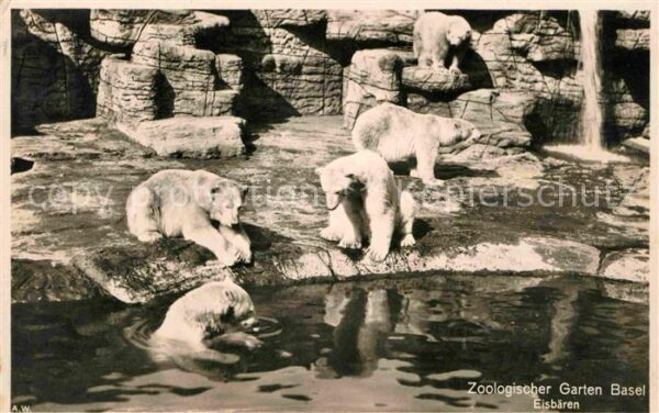 Eisbaer Zoo Basel