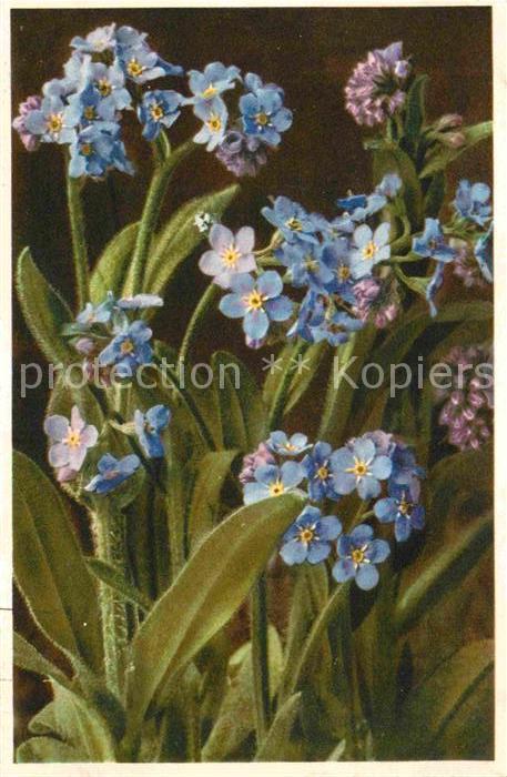 Blumen Alpen-Vergissmeinnicht Myosotis alpestr
