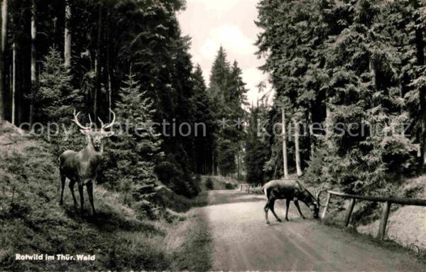 Hirsch Rotwild Thüringer Wald