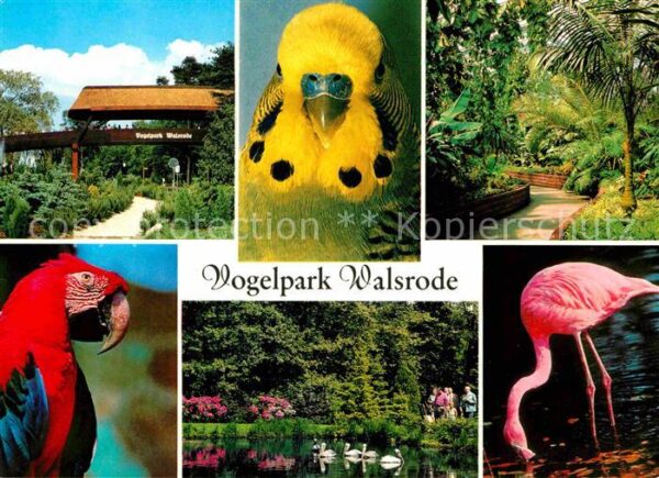 Voegel Vogelpark Walsrode Papagei Flamingo