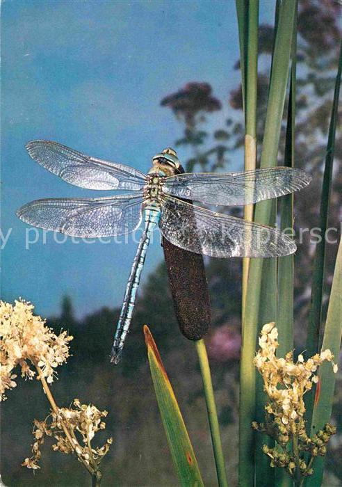 Insekten Libelle Libellule Pro Infirmis