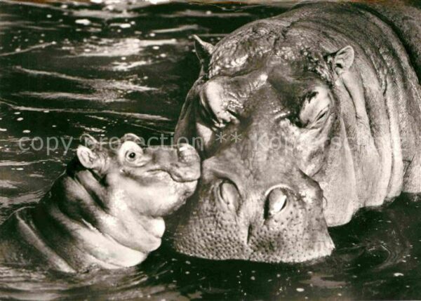 Tiere Flusspferdweibchen und Kalb