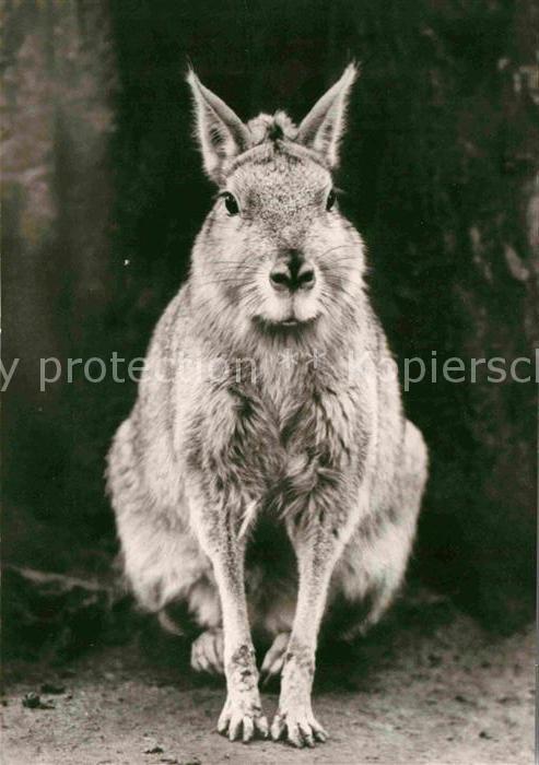 Hasen Mara oder Steppenhase