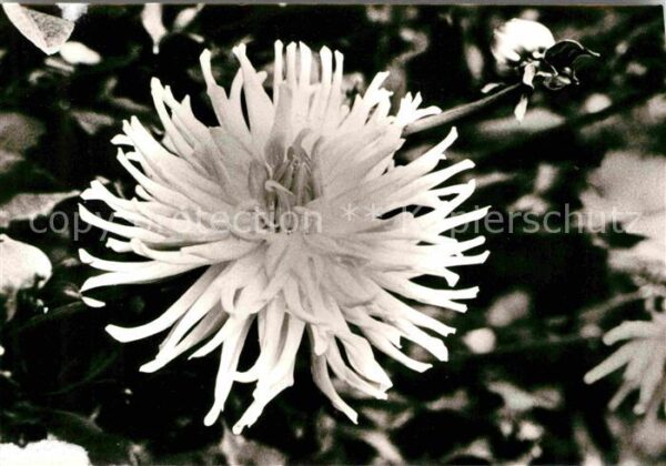 Blumen Kaktusdahlie Enzett Goldschatz