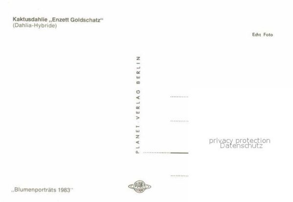 Blumen Kaktusdahlie Enzett Goldschatz – Bild 2