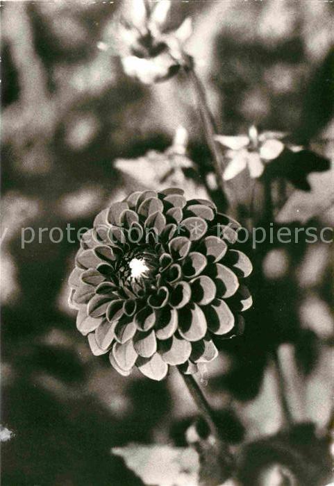 Blumen Pompondahlie Rotball