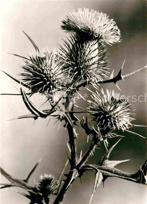 Blumen Lanzett-Kratzdistel