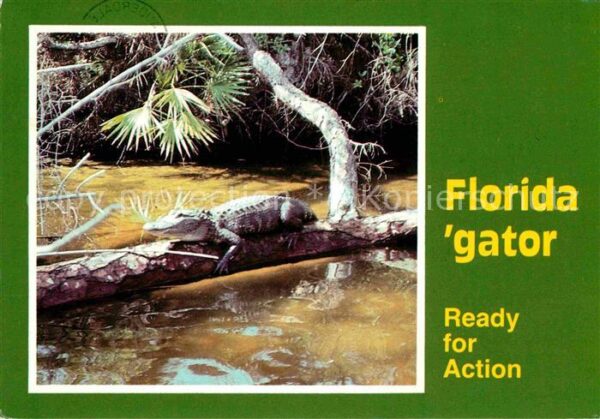 Krokodile Florida Alligator