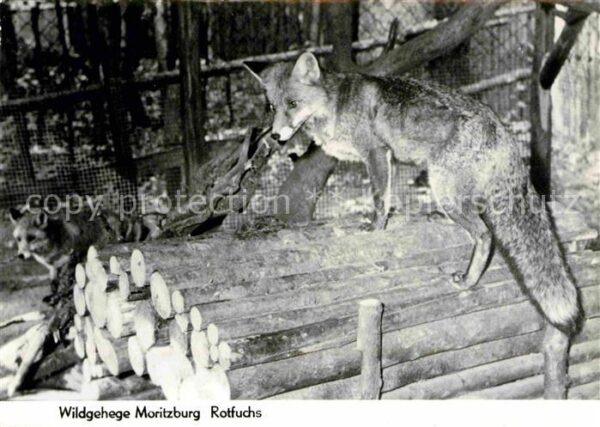 Fuchs Tiere Rotfuchs Wildgehege Moritzburg