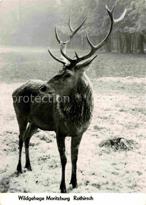 Hirsch Rothirsch Wildgehege Moritzburg